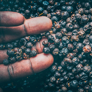 Procera Green Dot Juniperus Procera Berries Vintage 2021