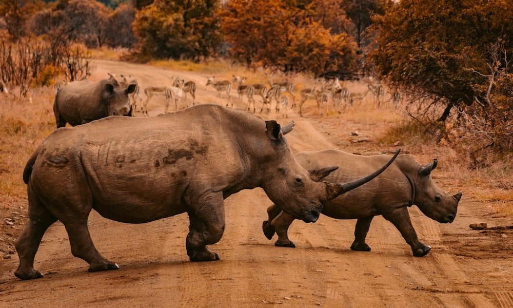 Die Neuen Safari-Probierpakete – That´s real Southafrican Gin-Feeling