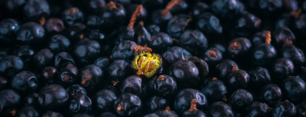 PROCERA entdecken UND lieben lernen – Lesen Sie die FAZ